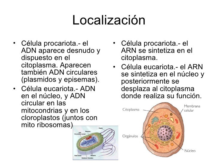 Ácido ribonucleico (ARN)